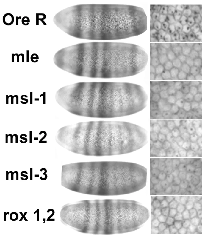 Reduced in situ signal in <i>Sxl</i> is not accompanied by reduced signal in another unrelated gene.