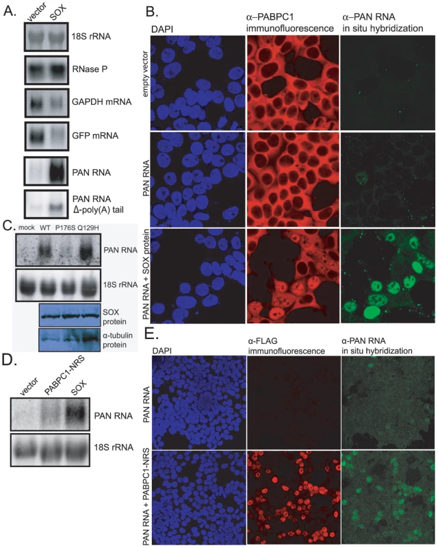 SOX stimulates PAN RNA expression in transient transfection assays.