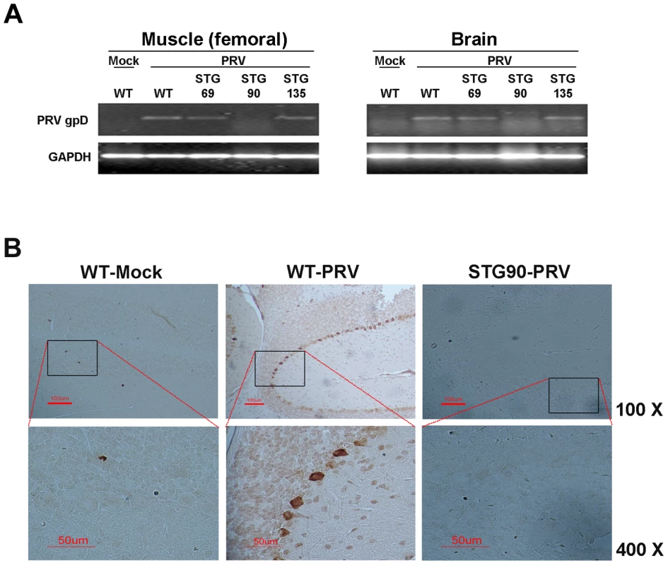 STG90 exhibits antiviral effects against PRV.