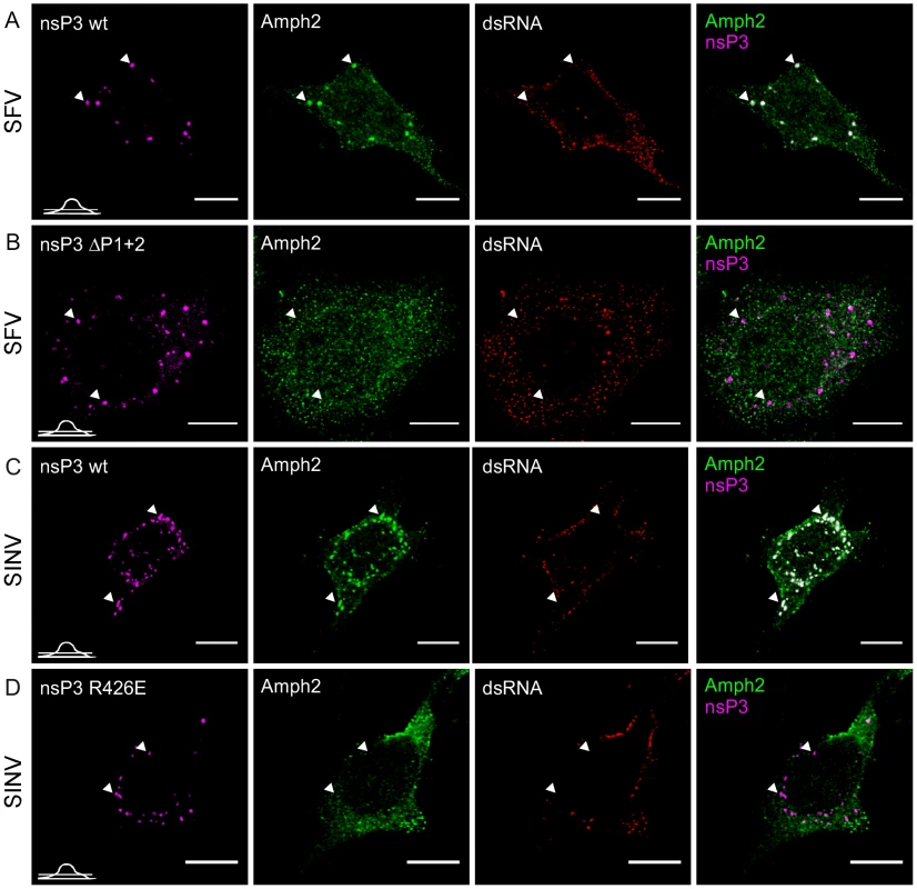 Amphiphysin is recruited by nsP3 in infected cells in an SH3-binding motif-dependent manner.