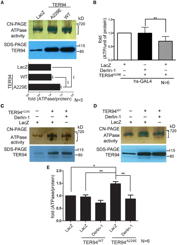Overexpressing Derlin-1 suppresses the ATPase activity of pathogenic TER94 mutant.