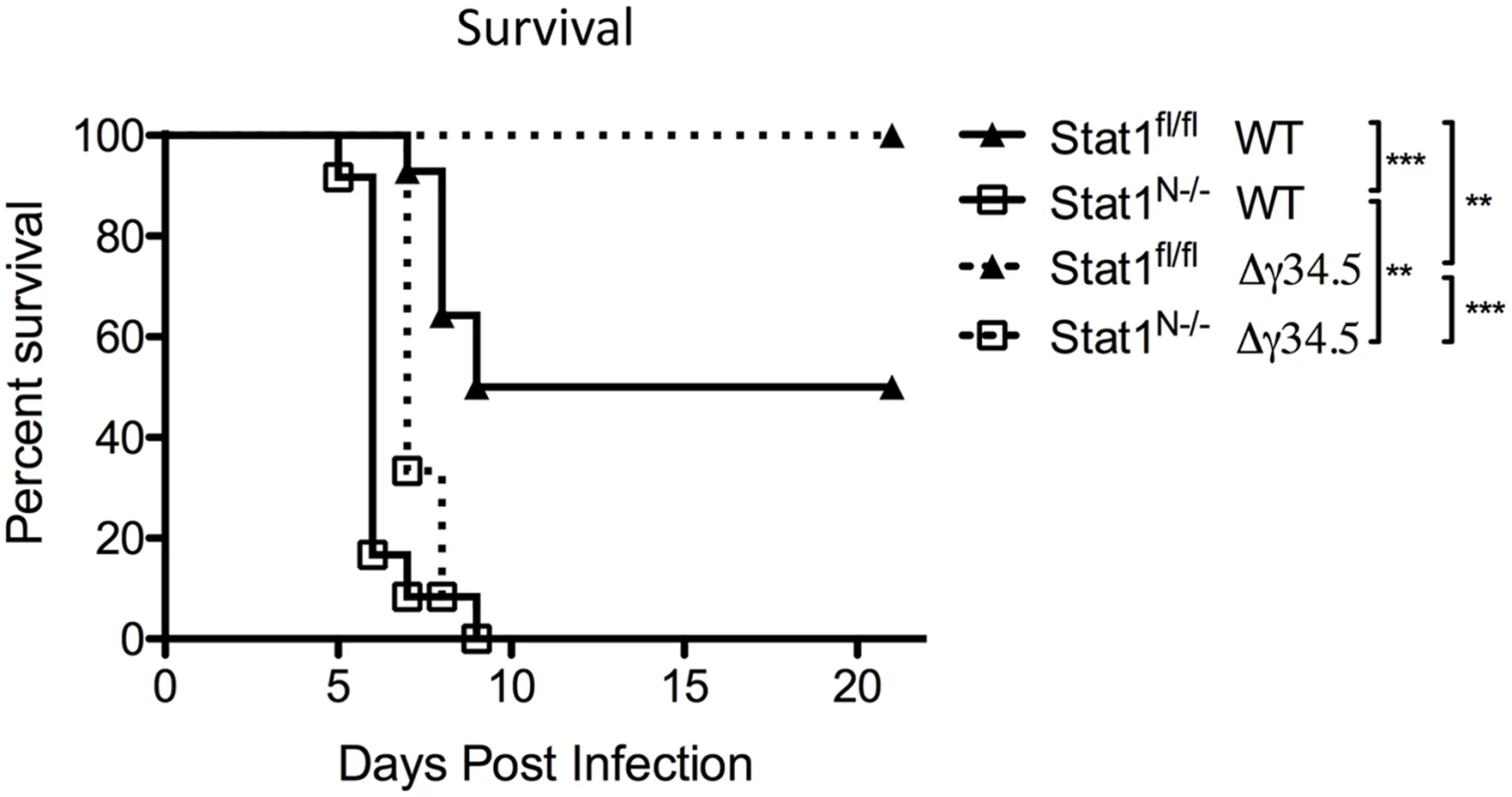 Neural STAT1 expression is required for host survival.
