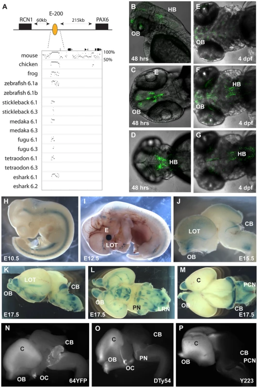Characterization of the E-200 CNE in mouse and zebrafish reporter transgenics.