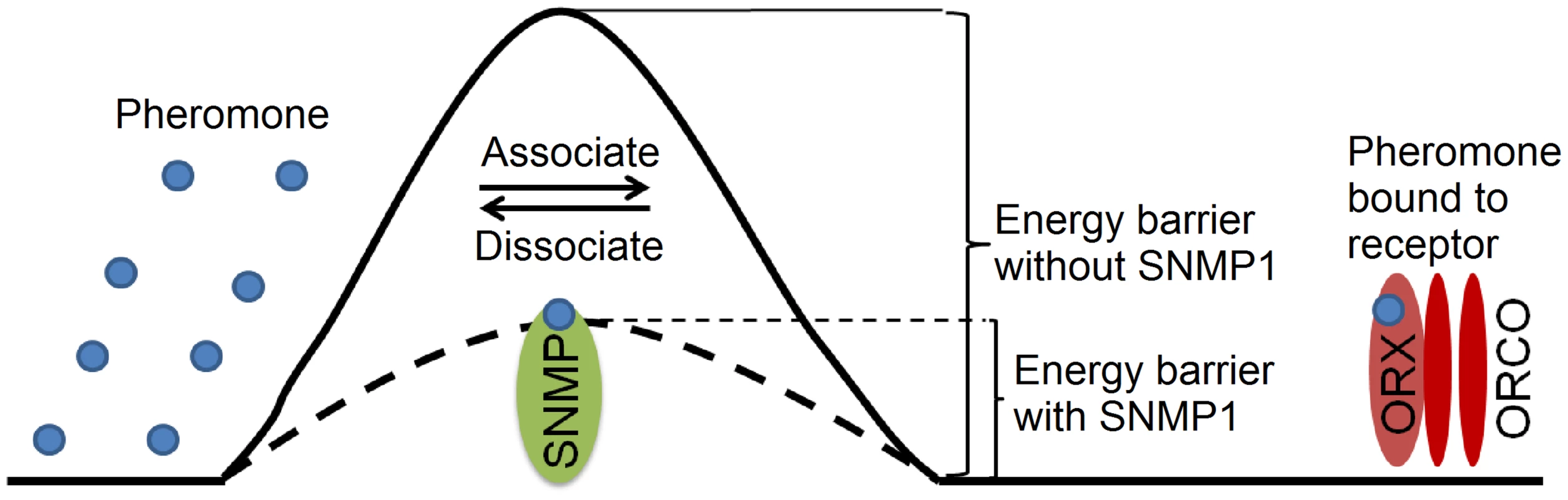 Proposed model for SNMP1 function in pheromone sensation.