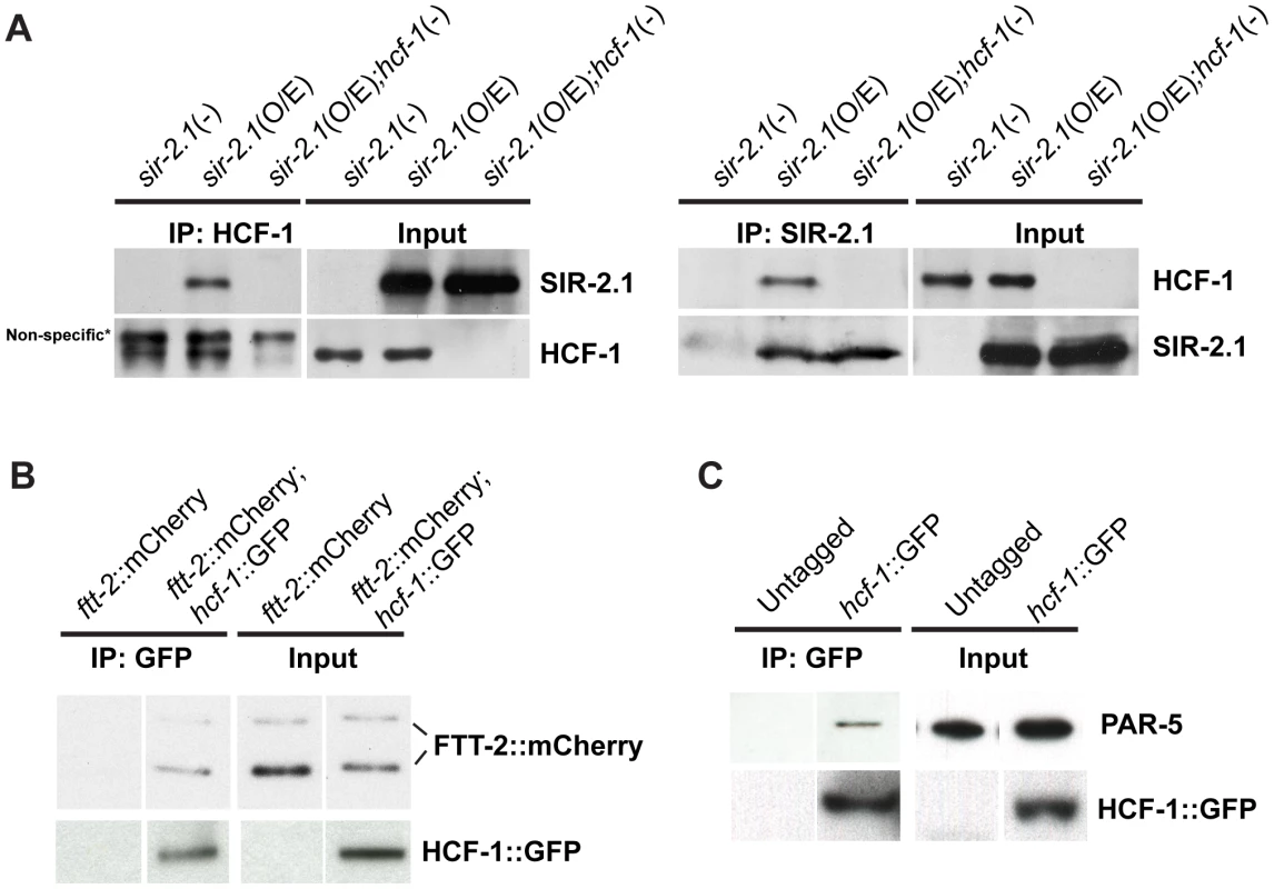 <i>C. elegans</i> HCF-1 physically interacts with SIR-2.1 and 14-3-3 proteins.