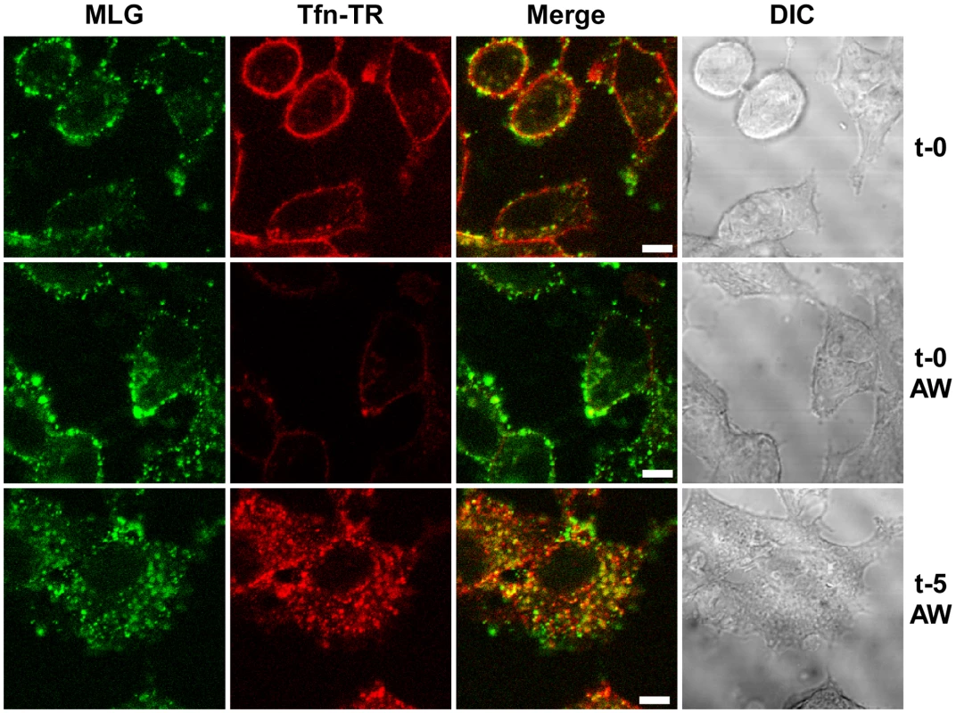 Endocytosis of surface bound Tfn-TR and rVSV-MLG.