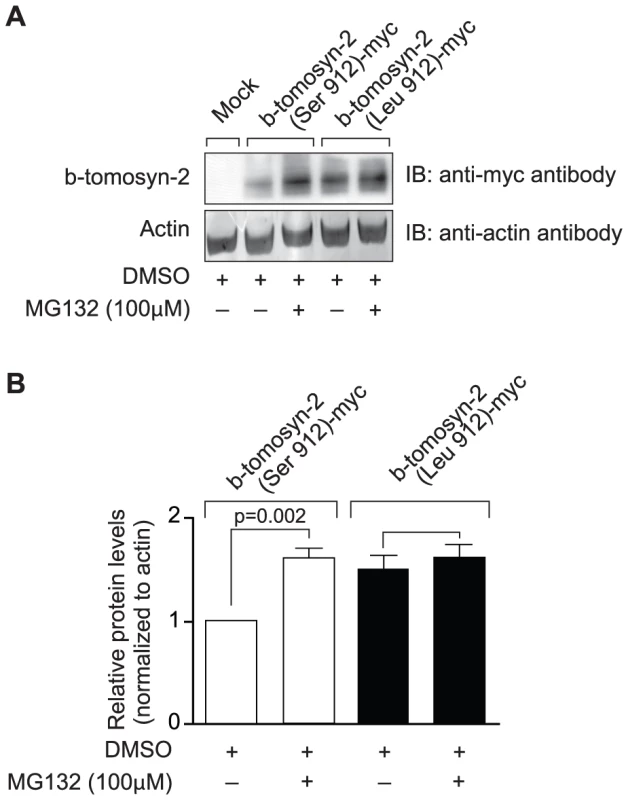 Effect of proteasomal inhibitor on B6 and BTBR allele of b-tomosyn-2.