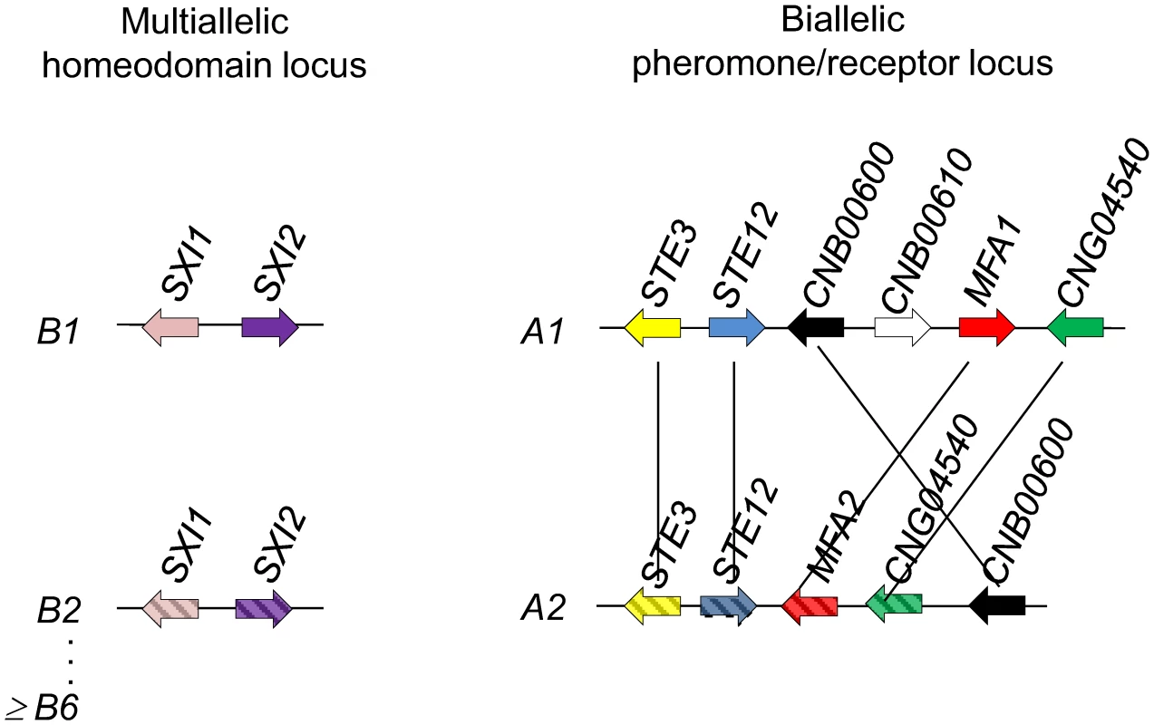 <i>C. heveanensis</i> is likely to have a tetrapolar mating type system with a multiallelic mating type locus and at least a biallelic pheromone/receptor locus.
