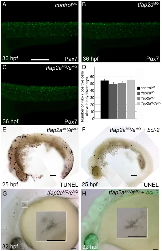 Contribution of cell fate specification and cell death to melanophore defects in <i>tfap2a/e</i> doubly-deficient embryos.