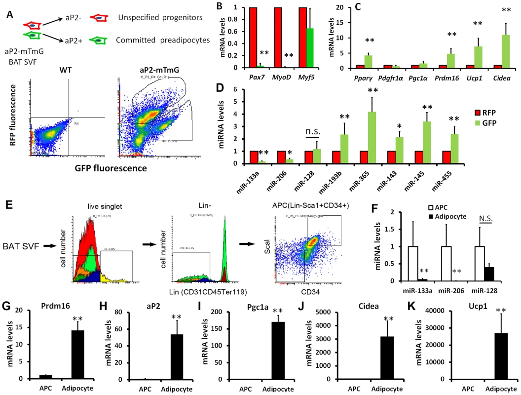 Downregulation of miR-133a with upregulation of <i>Prdm16</i> along brown adipocyte commitment and differentiation.