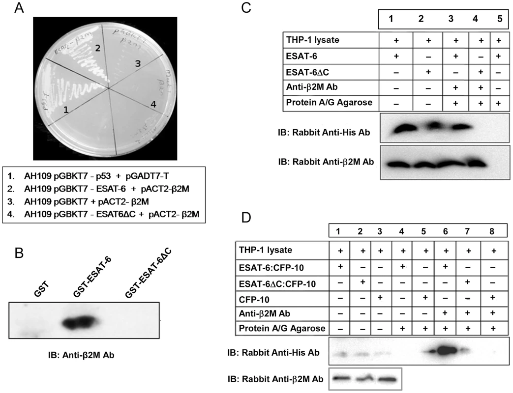 ESAT-6 with a deletion of six C-terminal amino acids (ESAT-6ΔC) fails to interact with β2M.