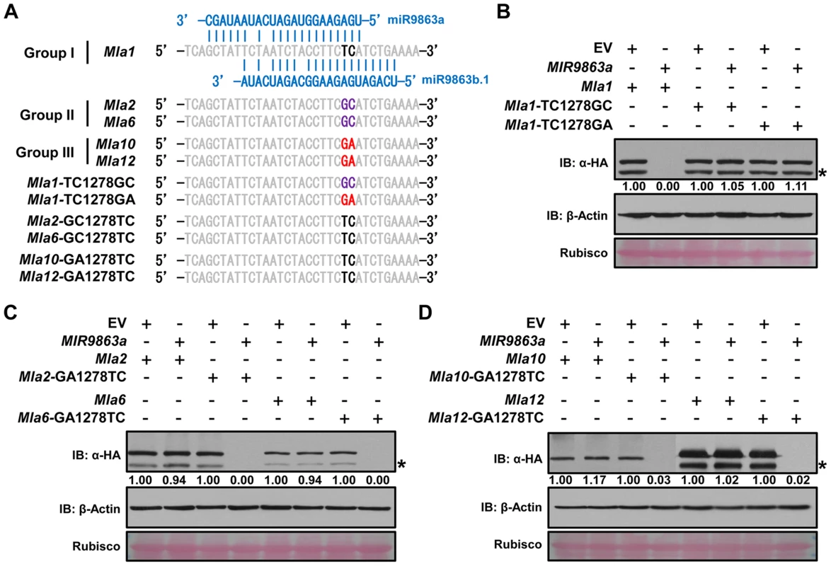 SNP variations in <i>Mla</i> alleles dictate miR9863 specificity.
