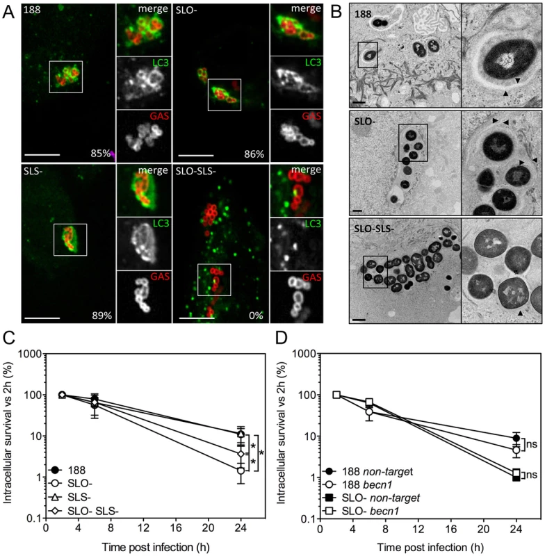 Xenophagy in oropharyngeal keratinocytes can be stimulated by SLO or SLS and is not associated with killing of intracellular GAS.