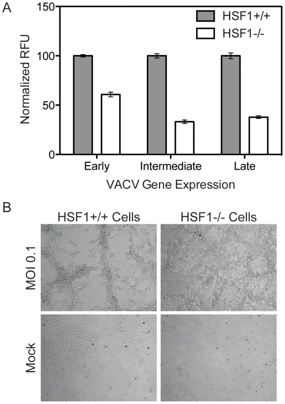 HSF1 null MEF cells support significantly less VACV infection.