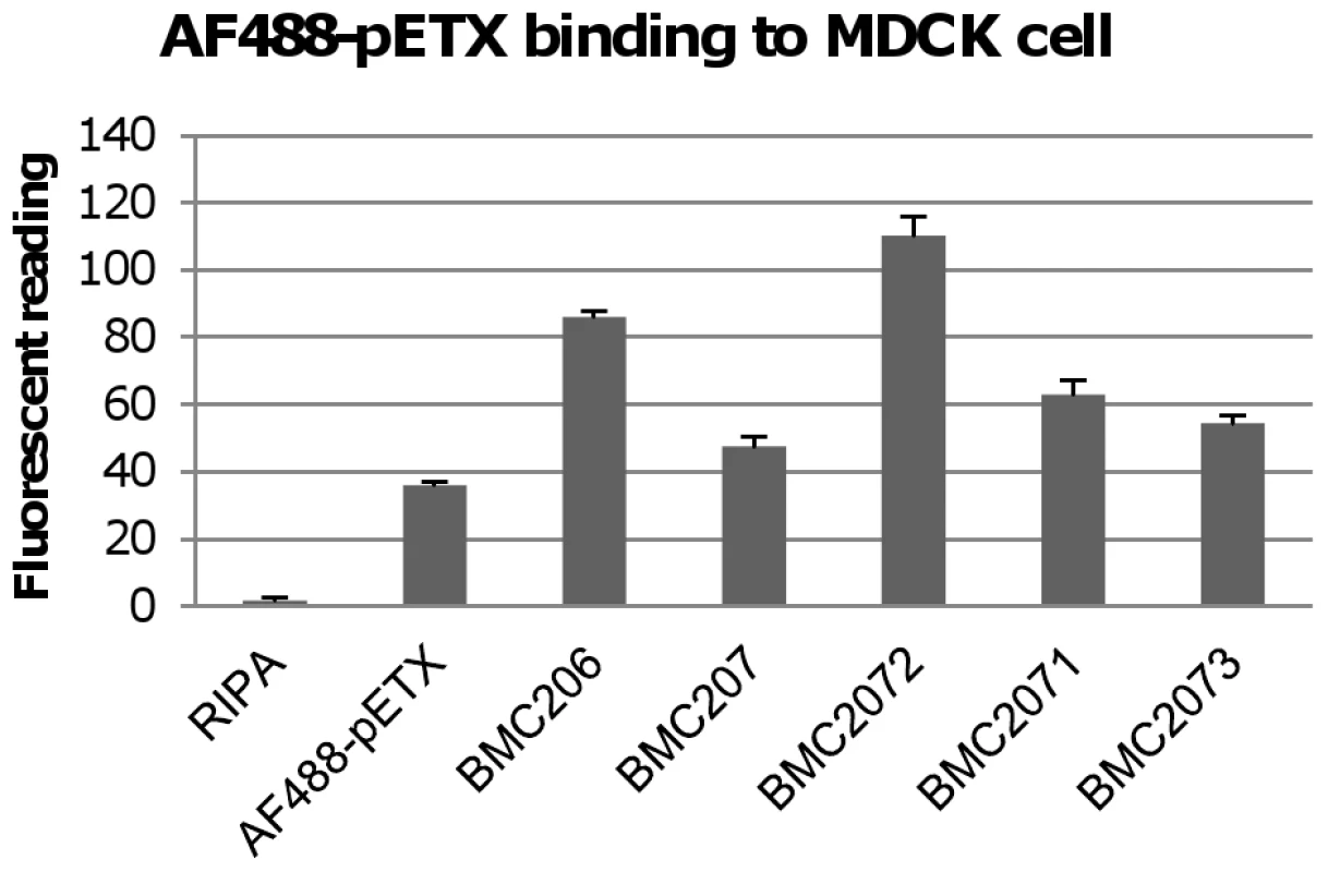 Binding of the Alex 488-labeled prototoxin to MDCK cells.