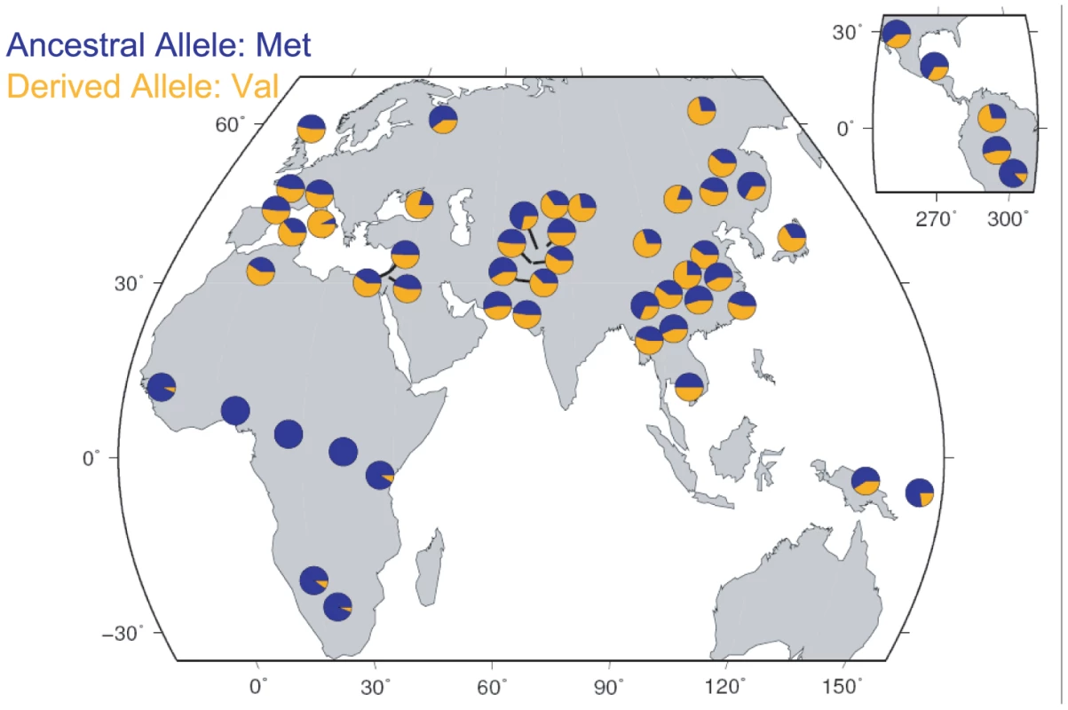 Geographic distribution of the Met470Val polymorphism in HGDP samples.