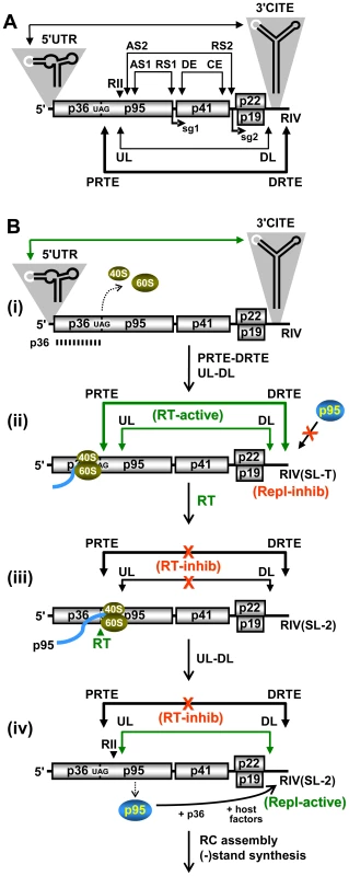 Proposed RNA-based regulatory network modulating RT and genome replication in CIRV.