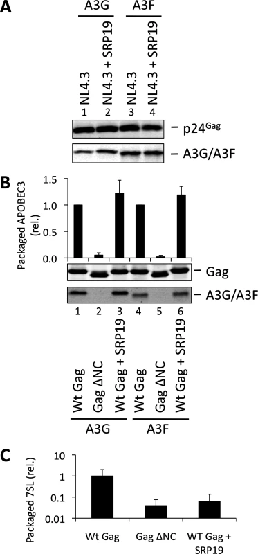 VLPs with reduced 7SL RNA content package A3G and A3F. (A)