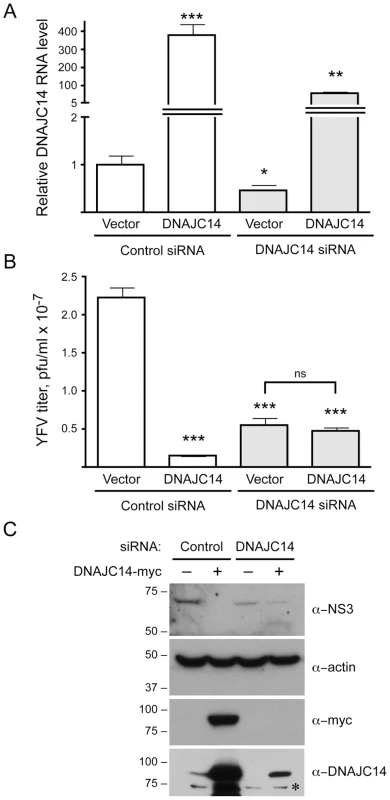 Modulation of DNAJC14 levels by siRNA alters YFV replication.