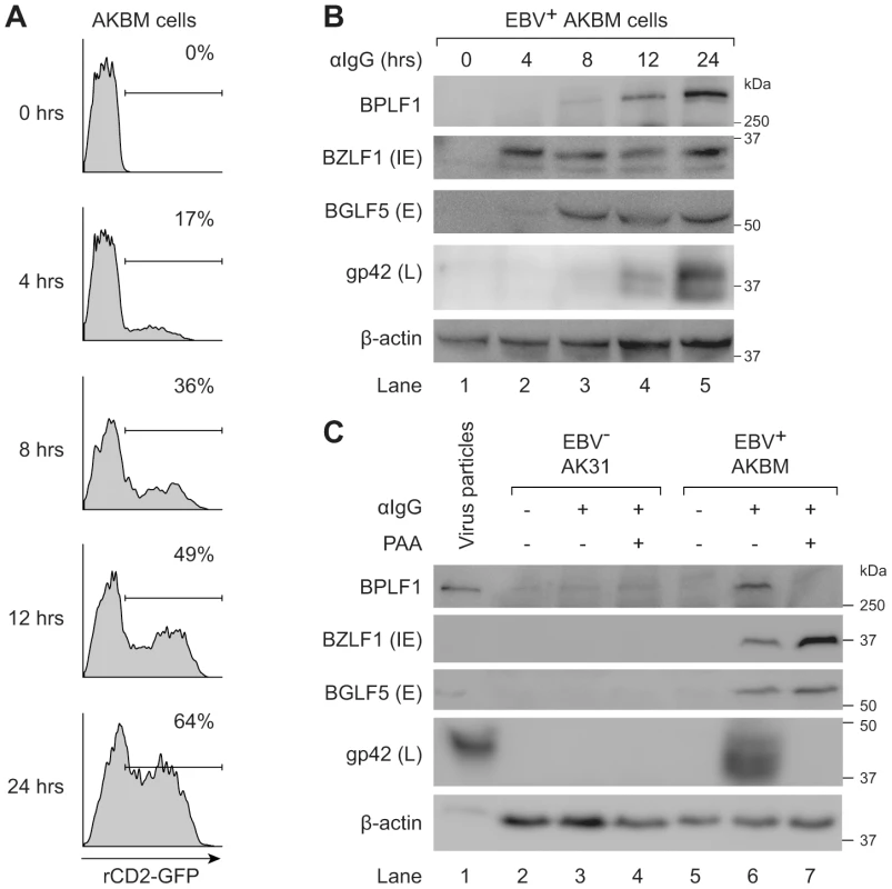 BPLF1 is expressed during the late phase of lytic EBV infection and is incorporated into viral particles.
