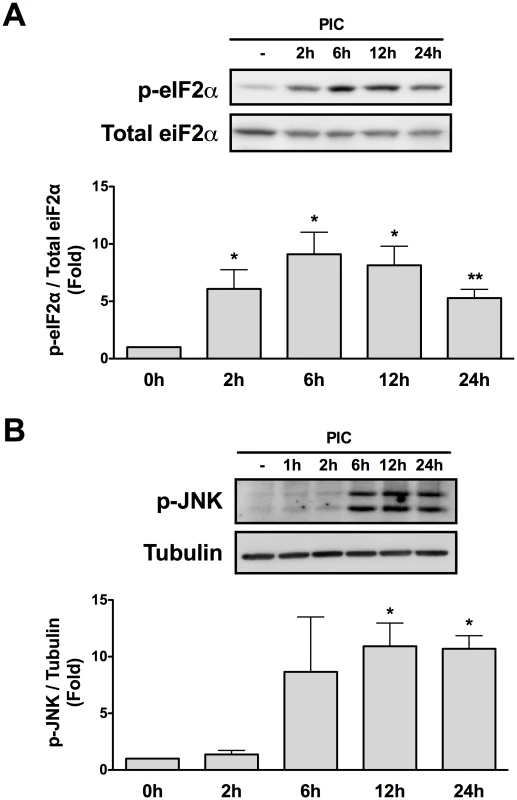 Internal dsRNA induces eIF2α and JNK phosphorylation.