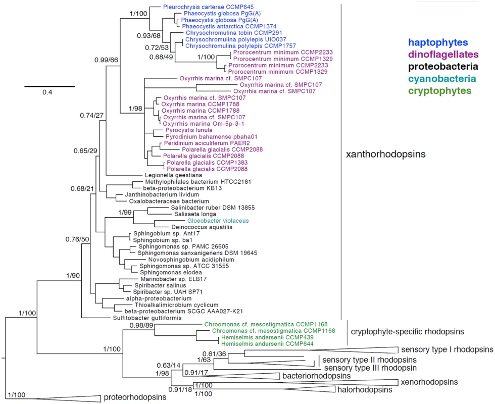 Phylogenetic placement of haptophyte, dinoflagellate, and cryptophyte xanthorhodopsins.