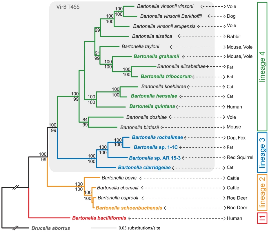 Phylogeny of <i>Bartonella</i> based on a genome-wide dataset.