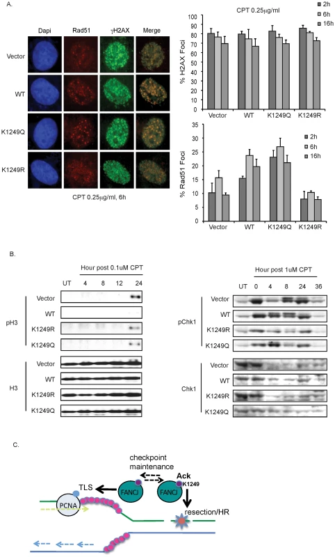 FANCJ and its dynamic regulation by acetylation promote resection-associated events.