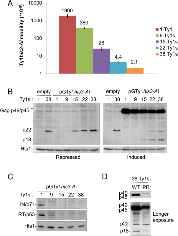 Ty1 mobility and protein levels in cells repopulated with Ty1 elements.