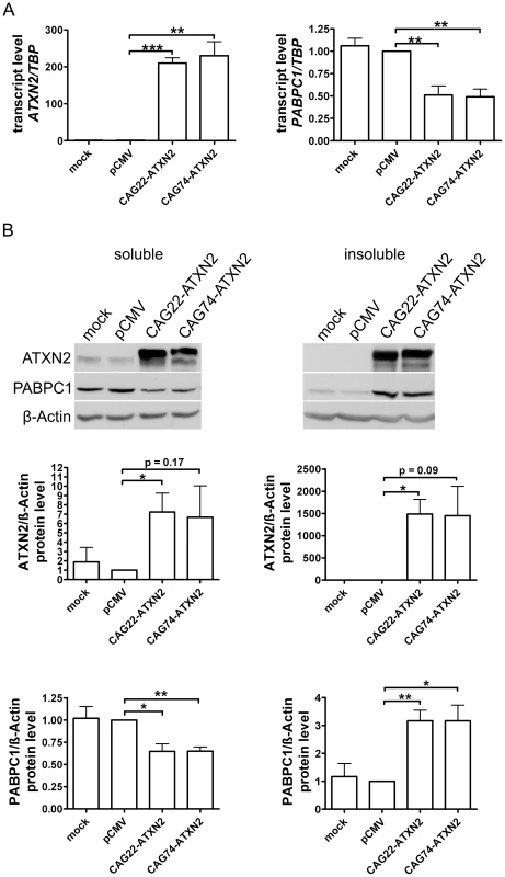 Normal and expanded insoluble ATXN2 drives PABPC1 into insolubility.
