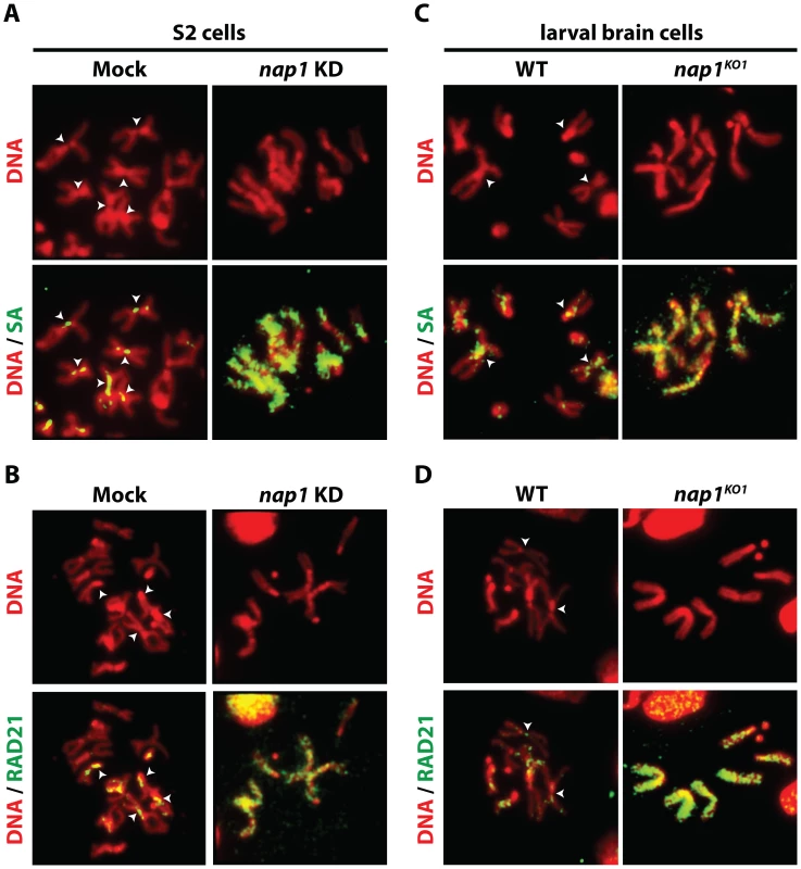 Loss of NAP1 compromises cohesin removal from mitotic chromosome arms.