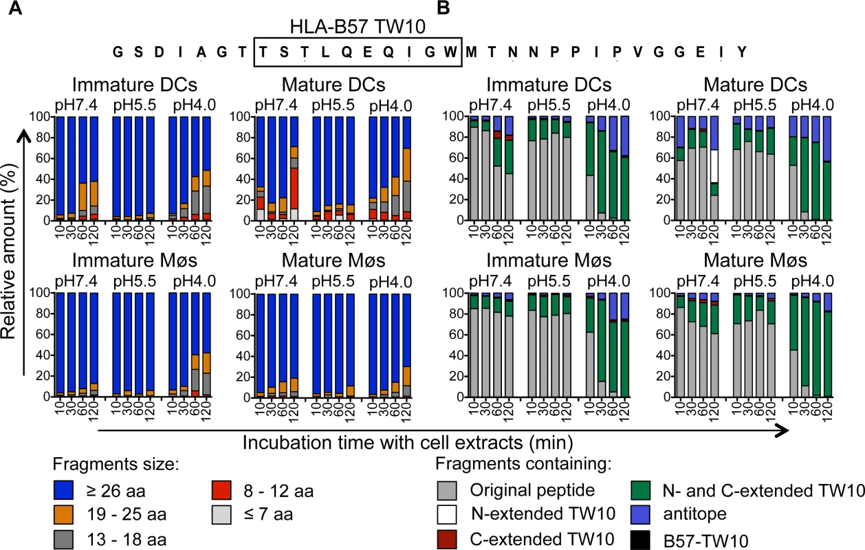 Slow degradation of TW10-containing peptides results in high amounts of B57-TW10 available for cross-presentation.