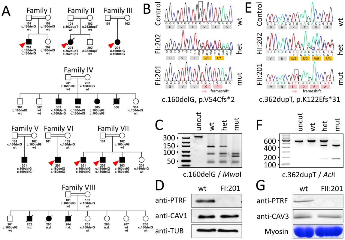 Family pedigrees and molecular genetic characterization of the <i>PTRF-CAVIN</i> mutations.