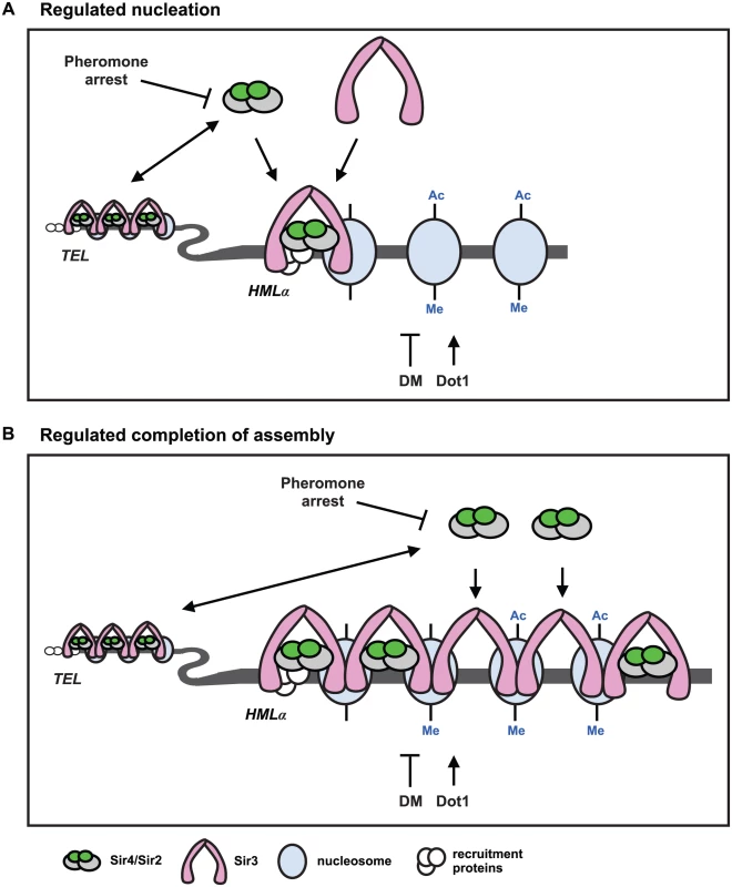 Two models for <i>de novo</i> establishment of heterochromatin.
