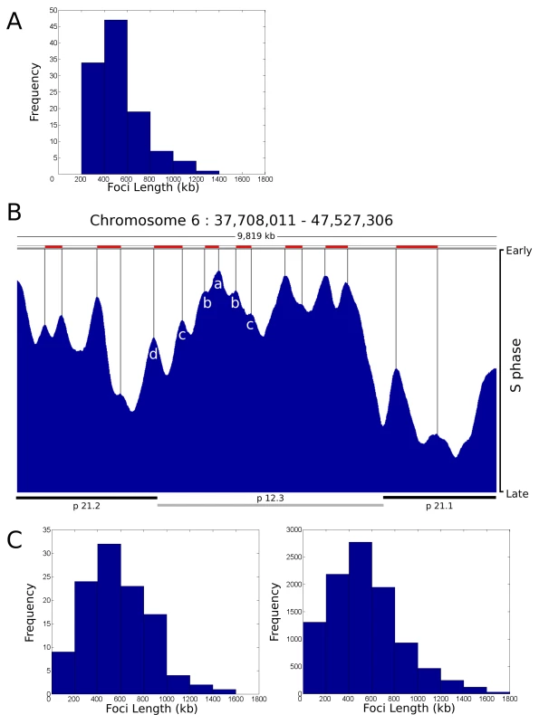 Replication timing domains correlate with DNA foci.