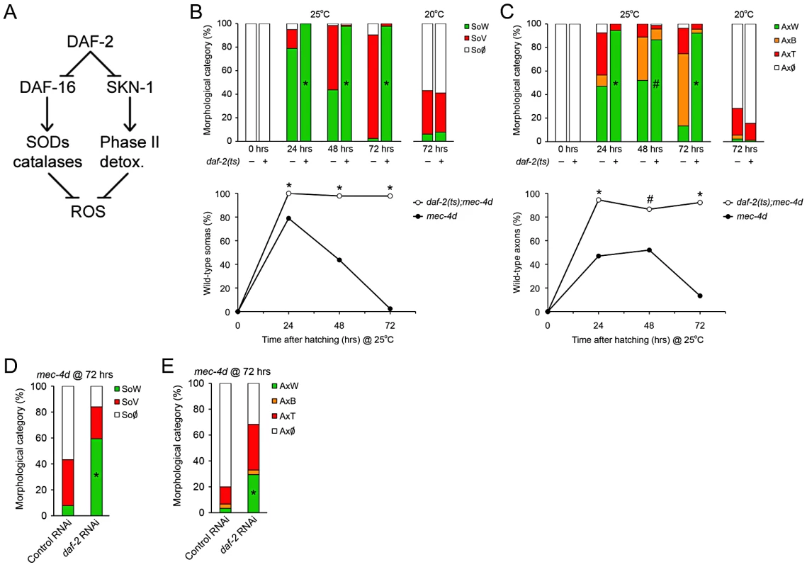 Downregulation of Insulin/IGF-1-like signaling (IIS) prevents neuronal degeneration triggered by <i>mec-4d</i>.