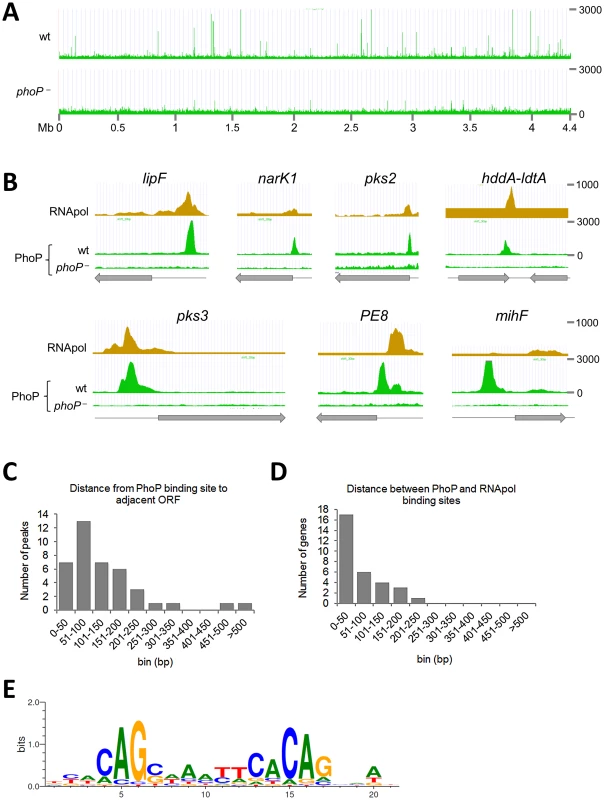 Mapping of PhoP binding sites in the <i>M. tuberculosis</i> chromosome by ChIP-seq.