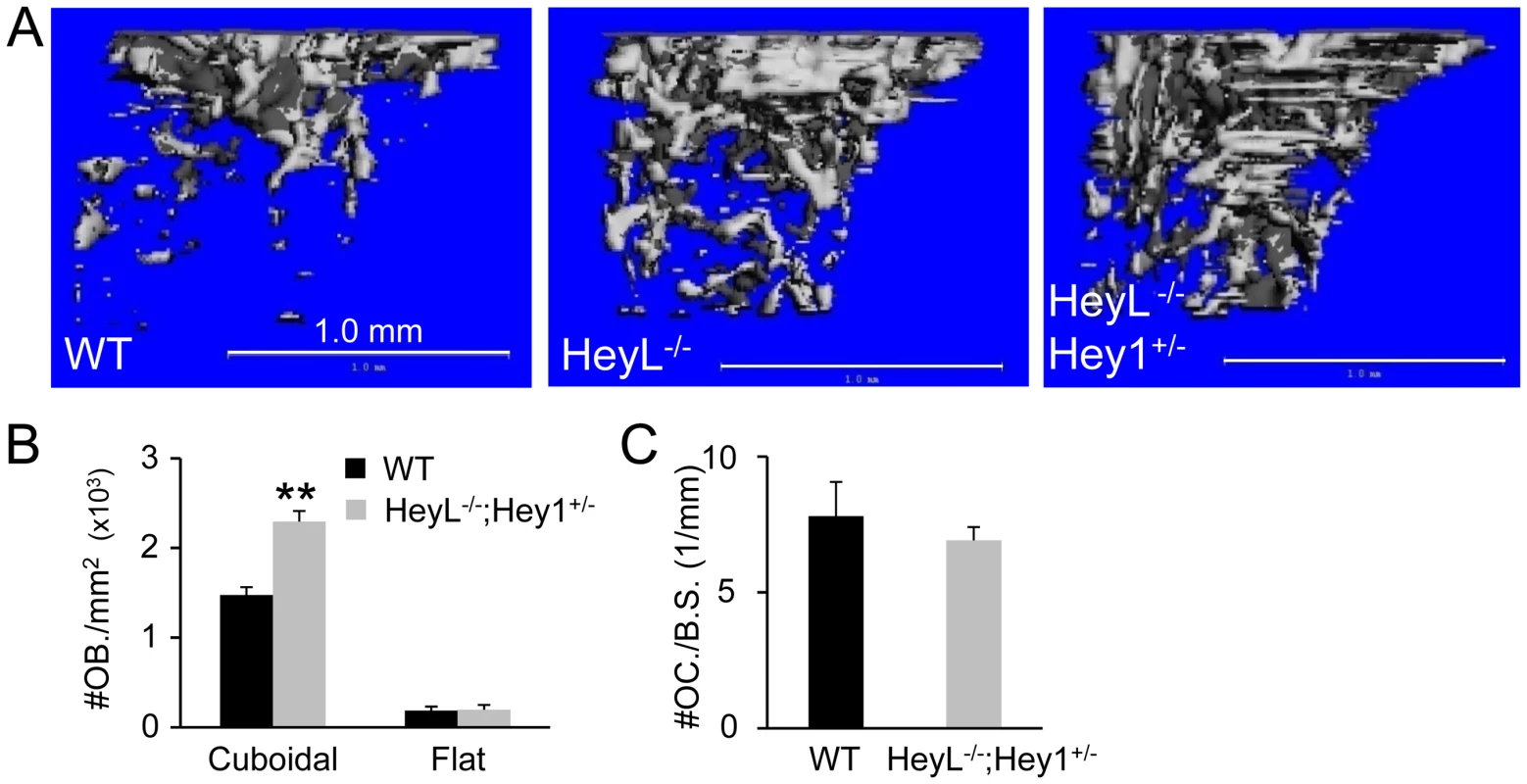 Bone phenotypes of Hey1 and HeyL mutant mice at 8 weeks of age.