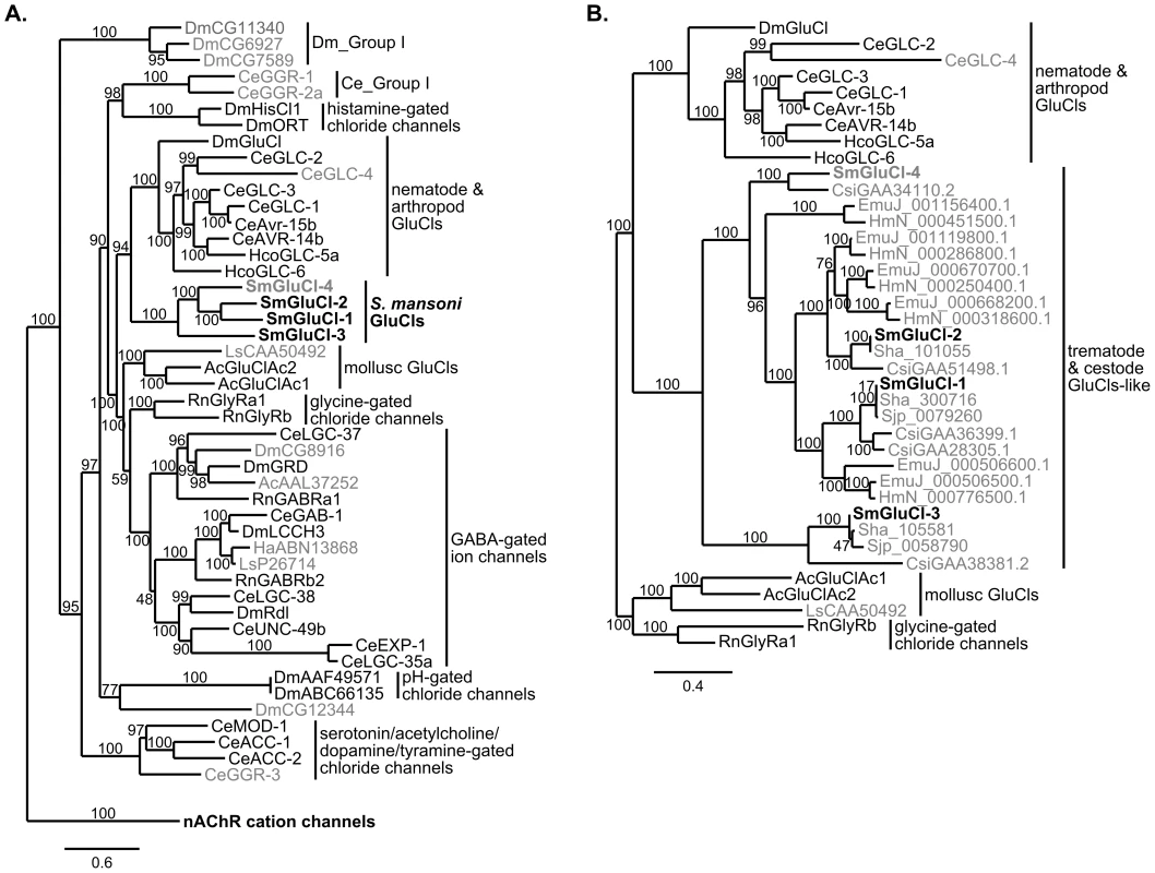 Phylogenetic relationship between the SmGluCl subunits and the inhibitory Cys-loop LGIC family.