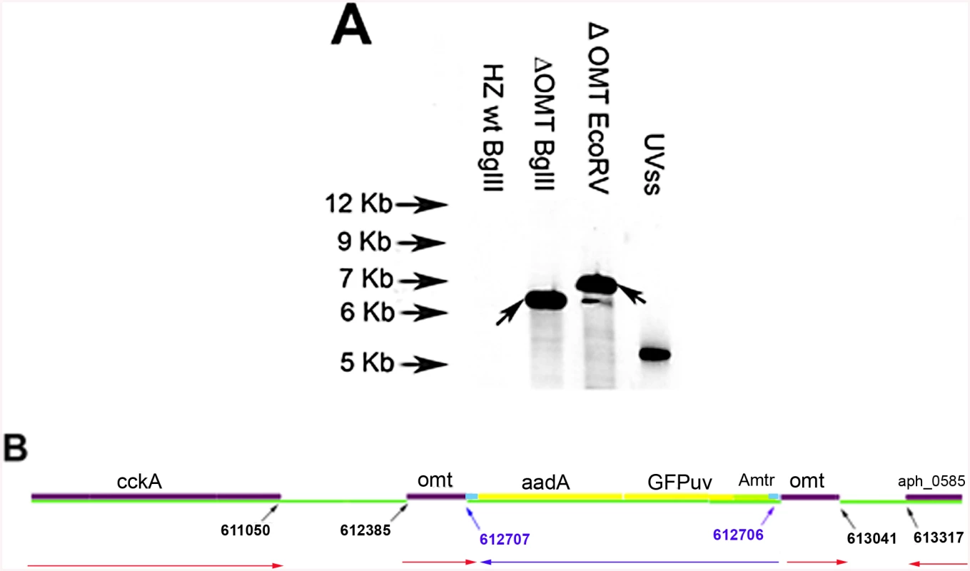 Determination of transposon insertion site in ΔOMT.