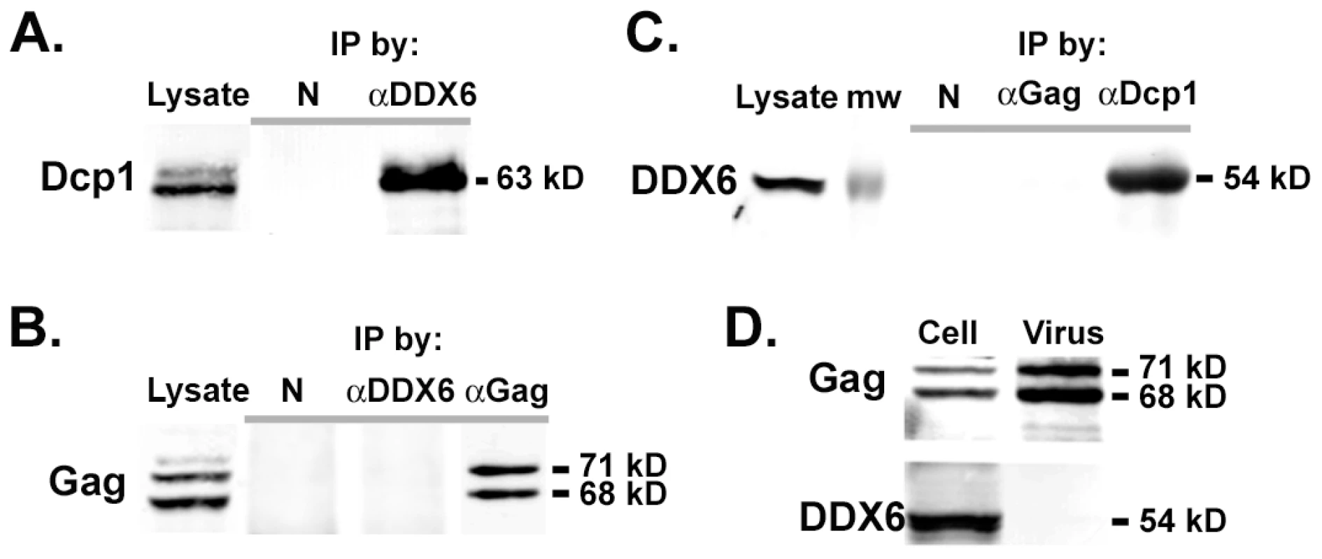 Co-immunoprecipitation of DDX6 with Dcp1 but not with Gag.