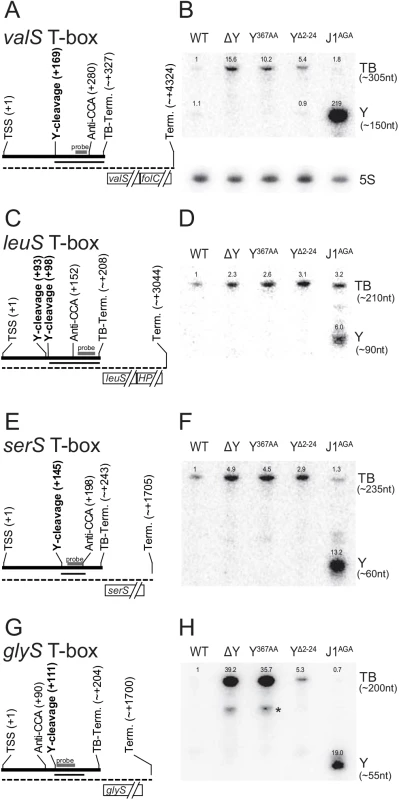 T-box riboswitches cleaved by RNase Y.