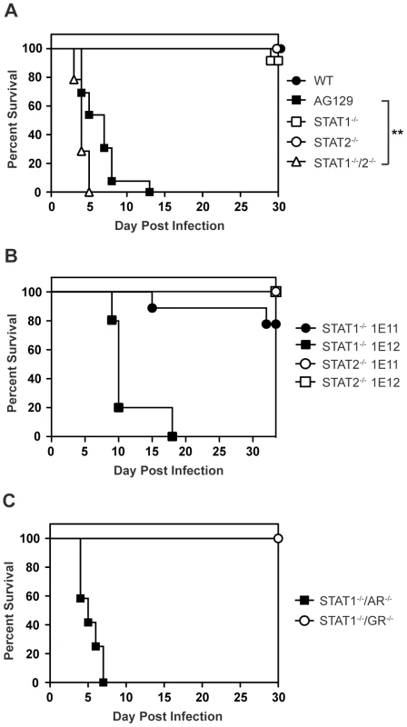 Survival of mice following infection with DENV.