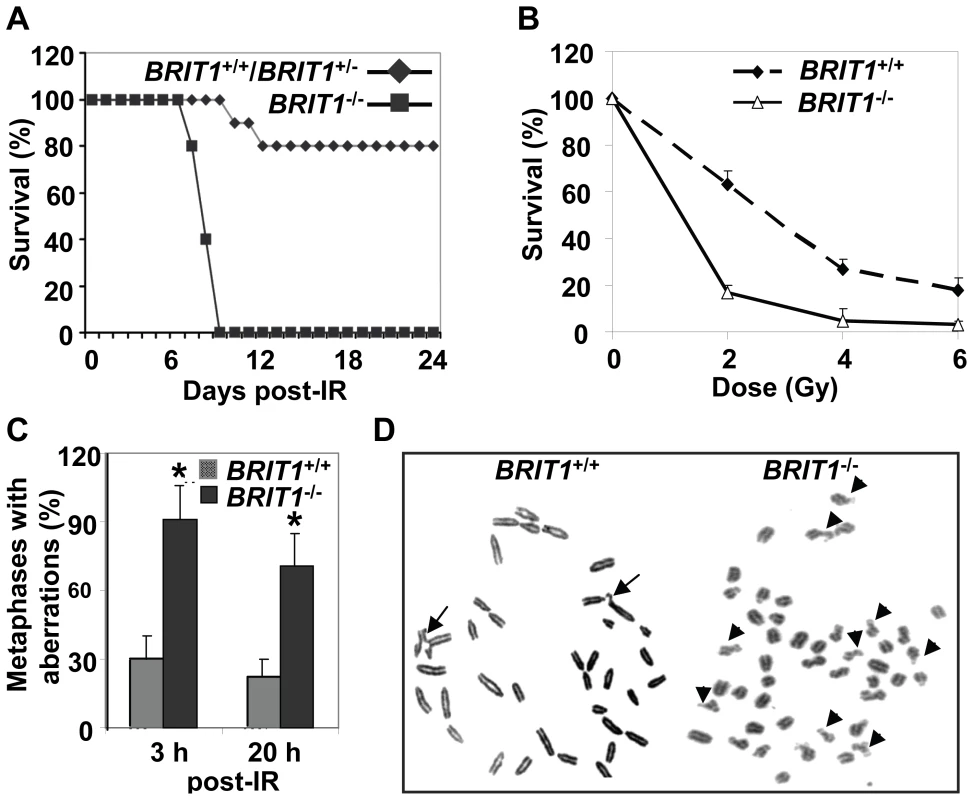 <i>BRIT1</i>-deficient mice and MEFs showed hypersensitive to γ-irradiation.