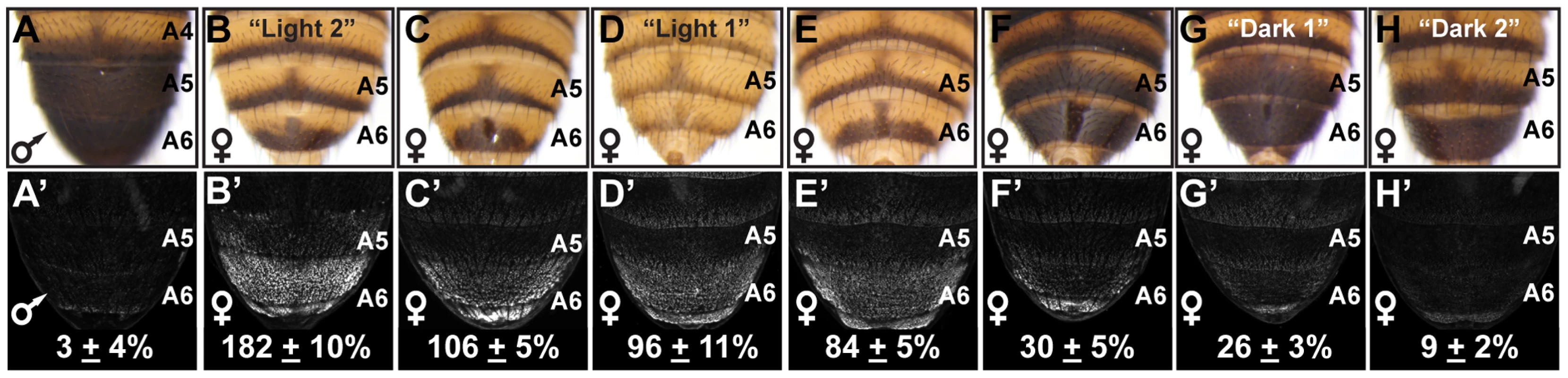 Abdomen pigmentation correlates with the regulatory activity of dimorphic element alleles.