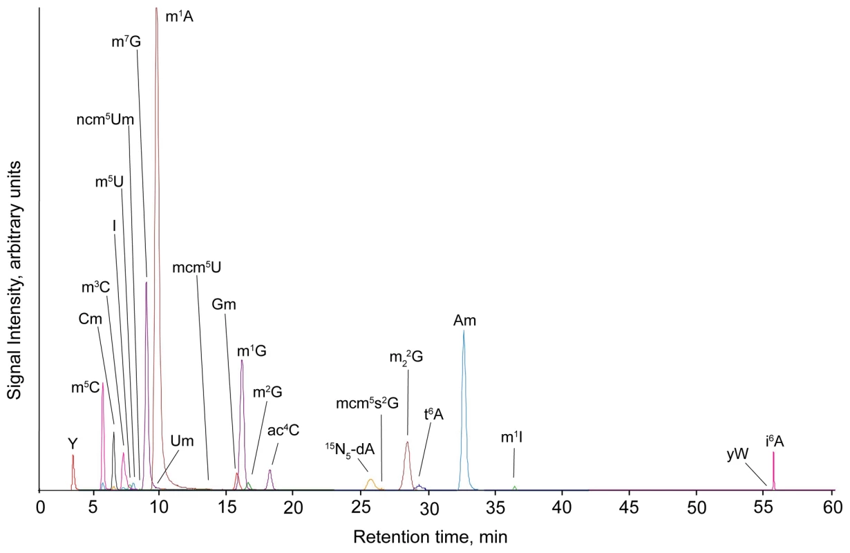 Total ion chromatogram from LC-MS/MS analysis of yeast tRNA ribonucleosides, as described in &lt;em class=&quot;ref&quot;&gt;Materials and Methods&lt;/em&gt;.