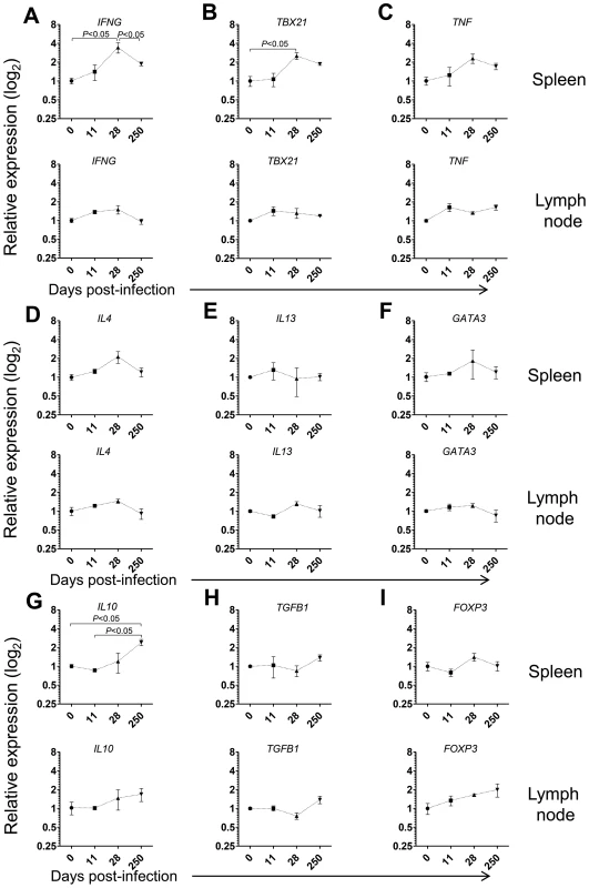 Gene expression profile of CD4 T cells in the spleen and LNs during <i>L. infantum</i> infection of rhesus macaques.