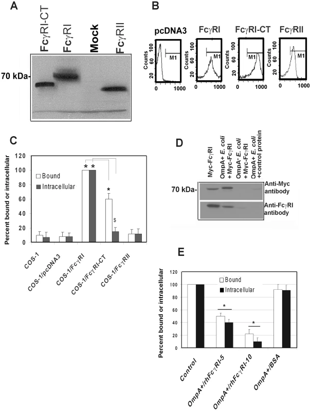 FcγRIa expression is sufficient to facilitate <i>E. coli</i> K1 invasion of COS-1 cells.