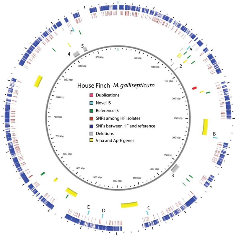 Overview of the genome of the House Finch strain of <i>Mycoplasma gallisepticum</i> summarizing variation among 12 House Finch MG isolates and comparing these to a poultry reference (0.99 Mb).