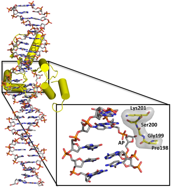 Overall structure of the complex of human TDG with DNA containing a G:5hmU mismatch (PDBID code 4FNC; <em class=&quot;ref&quot;>[9]</em>) and close-up of the resulting abasic site (AP) everted from the double helix.